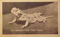 Image result for old rip the horned toad